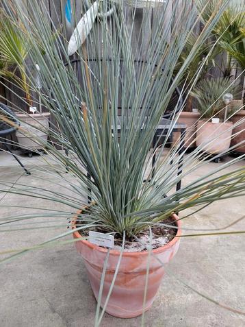 Xanthorrhoea glauca Black boy exotische Australische plant  beschikbaar voor biedingen