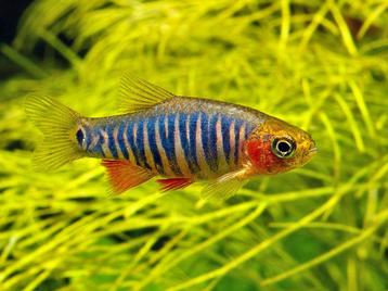 Hobbyaquarium Rasbora emerald – Microrasbora erythromicron beschikbaar voor biedingen