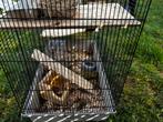 Knaagdieren kooi, Dieren en Toebehoren, Ophalen, Kooi, 60 tot 90 cm, Hamster