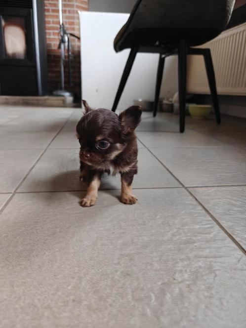 Mooi choco teefke ♥️ particulier, Dieren en Toebehoren, Honden | Chihuahua's en Gezelschapshonden, Meerdere dieren, Chihuahua