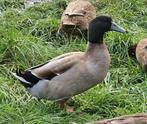 Khaki Campbell woerden, Dieren en Toebehoren, Pluimvee, Mannelijk, Eend