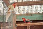 Koppel Stanley Rosella's, Dieren en Toebehoren, Vogels | Parkieten en Papegaaien, Meerdere dieren, Parkiet, Geringd