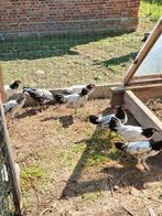 Jonge lakenvelder kippen en hanen 3 maanden oud