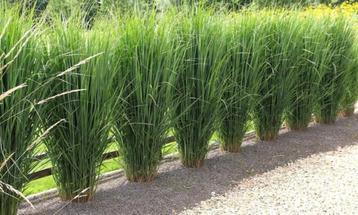 PRACHTIG HOOGGROEIEND SIERGRAS - hoog vingergras voor tuin e beschikbaar voor biedingen