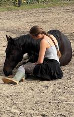 Weidemaatje te koop, Dieren en Toebehoren, Met stamboom, Ruin, Niet van toepassing, 11 jaar of ouder