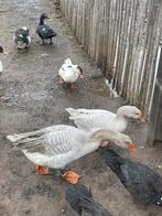 Ganzen grijs blauw, Animaux & Accessoires, Volatiles