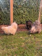 Zijdehoen hennen en haan (samen te koop), Dieren en Toebehoren, Pluimvee
