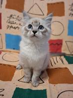 neva masquerade kitten, Dieren en Toebehoren, Katten en Kittens | Raskatten | Langhaar, Kater, Gechipt, 0 tot 2 jaar
