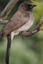 Bulbul marocain, Ophalen of Verzenden