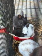 Konijntjes, Dieren en Toebehoren, Konijnen