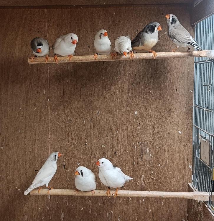 Zebravink zwartwang masker kuifjes getekend bont of combi, Dieren en Toebehoren, Vogels | Overige Vogels, Tropenvogel, Meerdere dieren