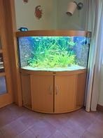 Juwel Trigon 350 hoekaqurium, Dieren en Toebehoren, Ophalen, Gebruikt, Gevuld zoetwateraquarium