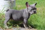 Schitterende/gezonde Franse Bulldog pups - 8 weken -, Dieren en Toebehoren, Honden | Bulldogs, Pinschers en Molossers, België