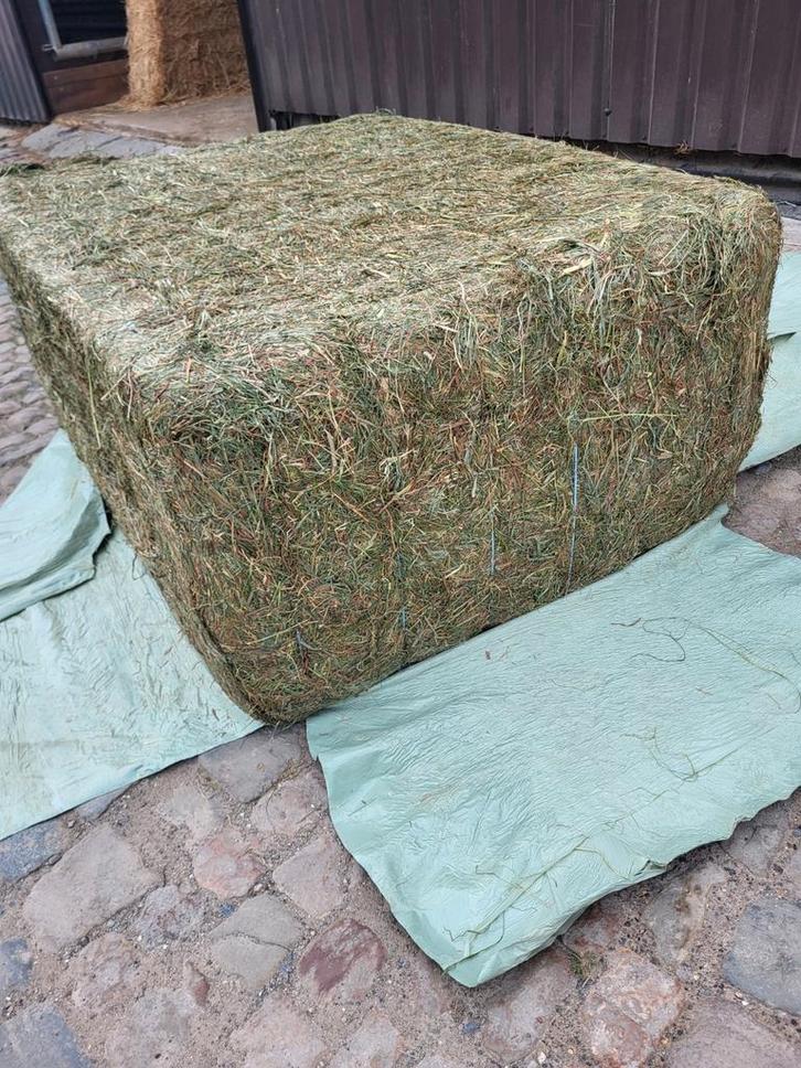 Voordroog hooi, Dieren en Toebehoren, Paarden