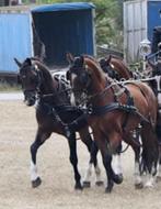 C pony, Poney d'attelage, Hongre, M, Avec pedigree