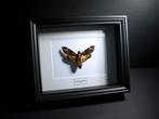 Echte Acherontia Atropos sfinx in zwarte houten lijst, Antiek en Kunst