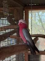 Man split lutino 2006, Dieren en Toebehoren