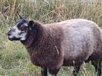 Fokram Texelaar, Dieren en Toebehoren, Mannelijk, Schaap, 0 tot 2 jaar