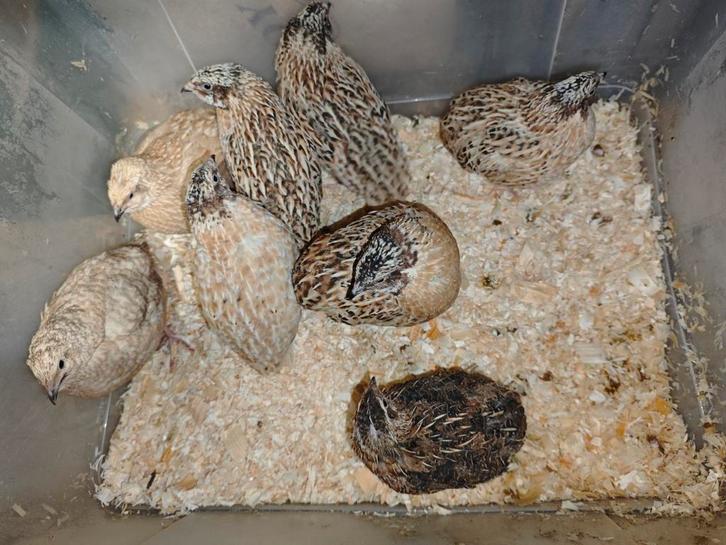 Japanse kwartel haantjes, Animaux & Accessoires, Volatiles