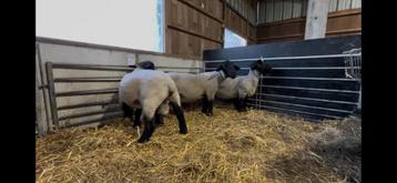 Suffolk rammen, Mannelijk, Schaap, 0 tot 2 jaar