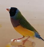 koppels gouldamandines, Dieren en Toebehoren, Vogels | Overige Vogels, Meerdere dieren, Tropenvogel, Geringd