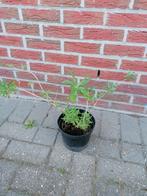 vlinderstruiken buddleia davidy, Ophalen, Zomer, Vaste plant, Volle zon