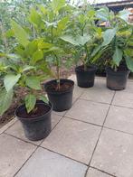 Stekken brugmansia wit (noid), Tuin en Terras, Ophalen