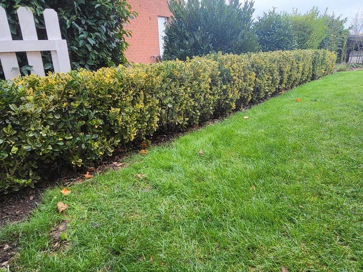 12 meter Euonymus japonicus 'Marieke'
Japanse kardinaalsmuts, Tuin en Terras, Planten | Struiken en Hagen, Ophalen