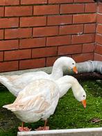 Koppel ganzen, Animaux & Accessoires, Volatiles, Plusieurs animaux, Oie ou Cygne