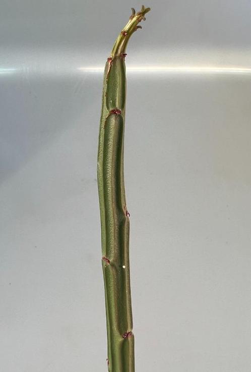 Euphorbia Sipolisii f Cristata 7, Maison & Meubles, Plantes d'intérieur, Plante succulente, Moins de 100 cm, Envoi