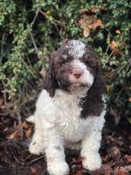 Kies voor een antiallergische waterhond bij ons geboren, Dieren en Toebehoren, Parvo, België, Overige rassen, 8 tot 15 weken