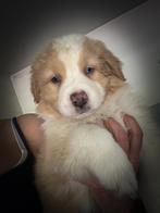 Australian shepherd pups, CDV (hondenziekte), België, 8 tot 15 weken, Meerdere