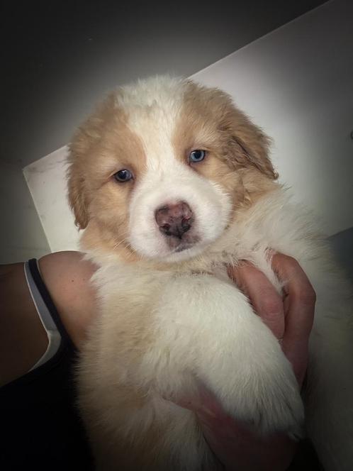 Australische herder pups- Australian shepherd pups, Dieren en Toebehoren, Honden | Herdershonden en Veedrijvers, Meerdere dieren