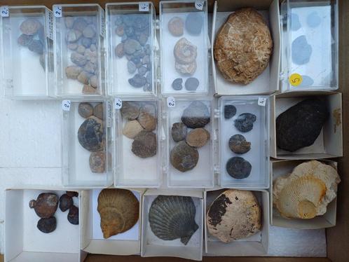 Groot lot fossielen en fossiel hout aan democratische prijze, Verzamelen, Mineralen en Fossielen, Fossiel, Ophalen of Verzenden