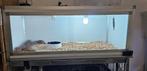 Terrarium pvc, Dieren en Toebehoren, Ophalen of Verzenden