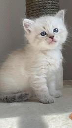 Siberische (Neva Masquerade ) kitten te koop, Meerdere dieren, Met stamboom, 0 tot 2 jaar