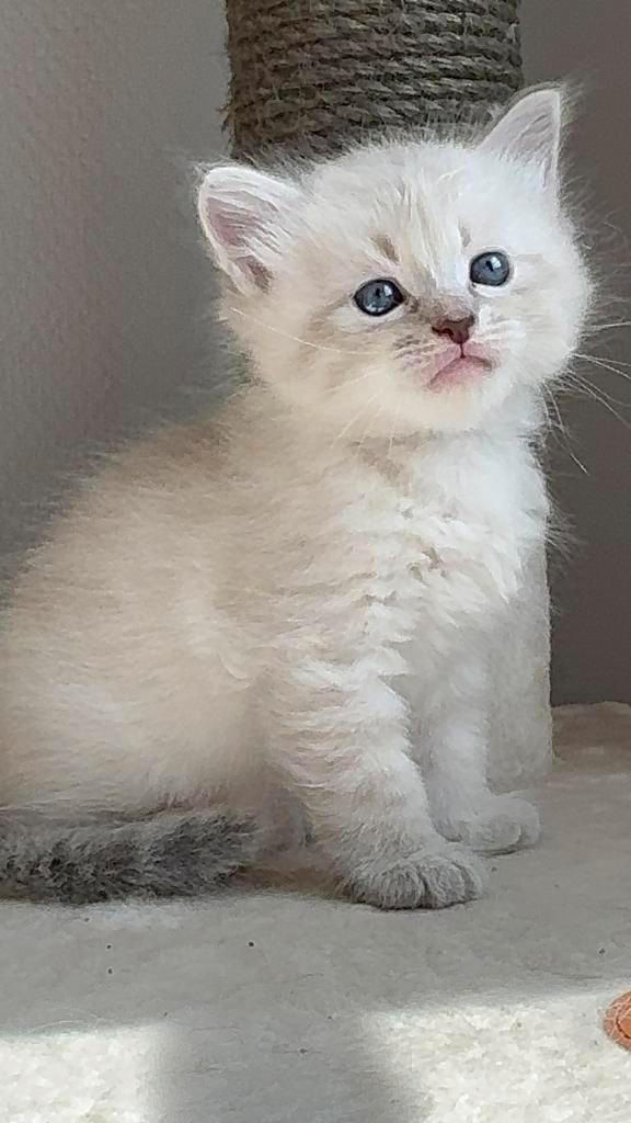 Siberische (Neva Masquerade ) kitten te koop, Dieren en Toebehoren, Katten en Kittens | Raskatten | Langhaar, Meerdere dieren