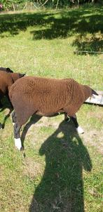 Zwartebles ram