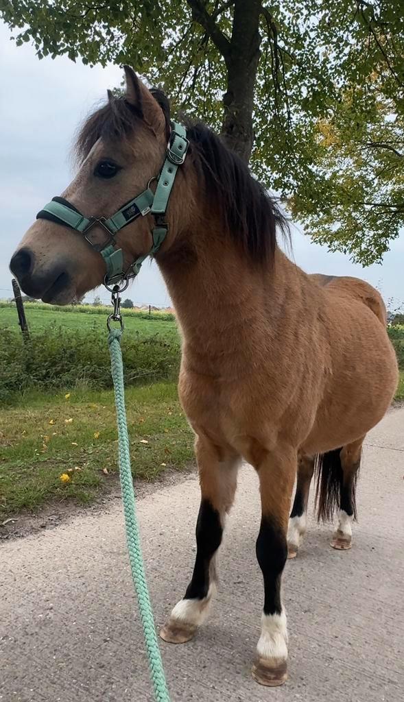 Kleinpaard/ Pony / Ruin, Dieren en Toebehoren, Pony's, Ruin