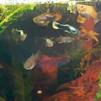 Platinum tuxedo guppy mannetjes