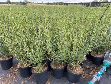 Phillyrea angustifolia beschikbaar voor biedingen