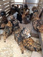 jonge legklare padua hennen in verschillende kleuren 4+1, Dieren en Toebehoren, Vrouwelijk, Kip
