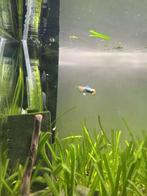 Guppy man, Dieren en Toebehoren, Vissen | Aquariumvissen