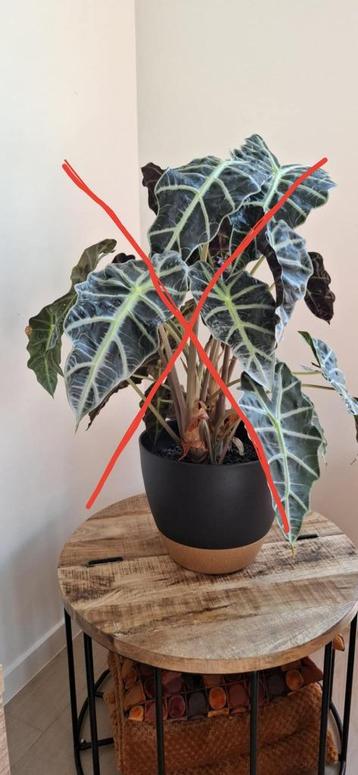 kamerplanten met pot en staanders beschikbaar voor biedingen