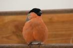 noorse goudvink, Dieren en Toebehoren, Vogels | Overige Vogels, Mannelijk, Wildzangvogel, Geringd