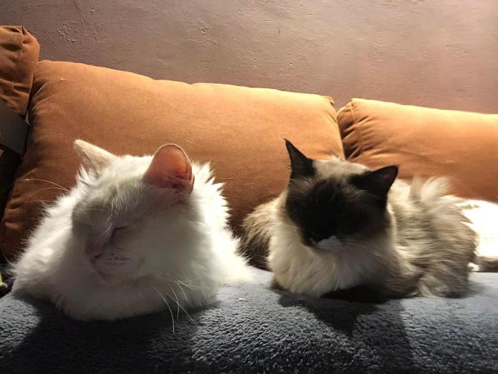 Ragdoll seal point kattin herplaatser, Dieren en Toebehoren, Katten en Kittens | Raskatten | Langhaar, Poes, 6 jaar of ouder, Gechipt