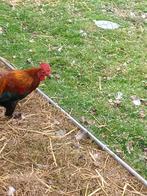 Haan 5 euro, Dieren en Toebehoren, Pluimvee, Mannelijk, Kip