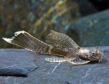 Bruine Ancistrus Long Fin - Locatie Heerlen NL beschikbaar voor biedingen