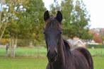 Veulen dressuur ( merrie) Black beauty, Dieren en Toebehoren, Merrie, M