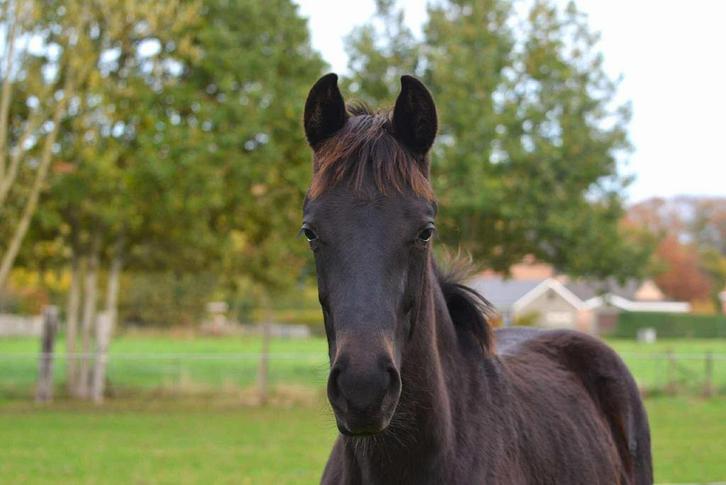 Veulen dressuur ( merrie) Black beauty, Dieren en Toebehoren, Paarden, Merrie, M